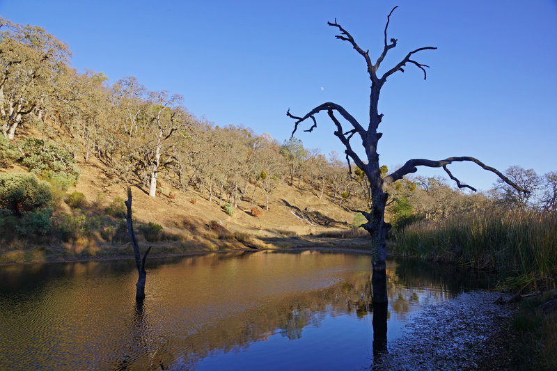 Small pond in Henry W. Coe State Park.