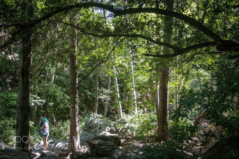 Lush forest around the falls.