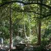 Lush forest around the falls.