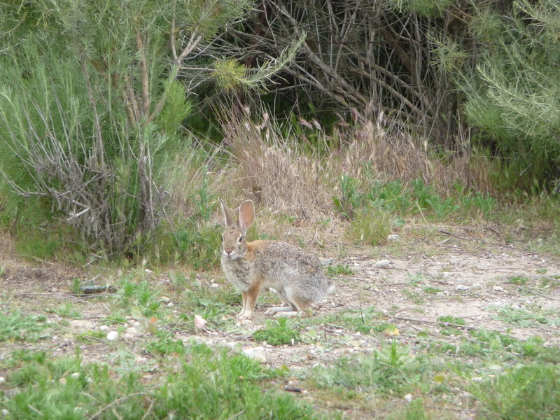 Rabbit off the El Moro Canyon Trail.