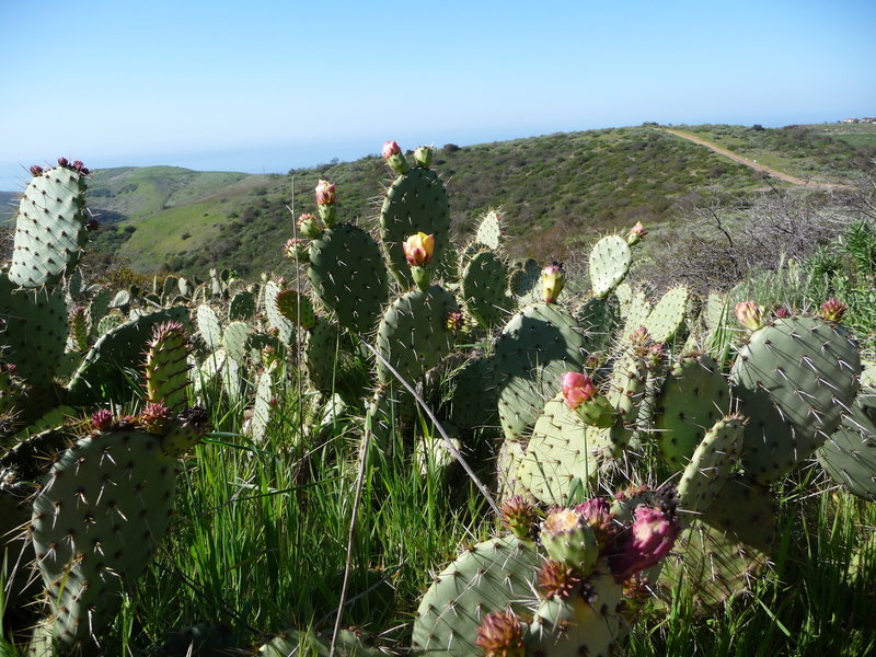 Cactus on No Name Ridge.