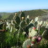 Cactus on No Name Ridge.