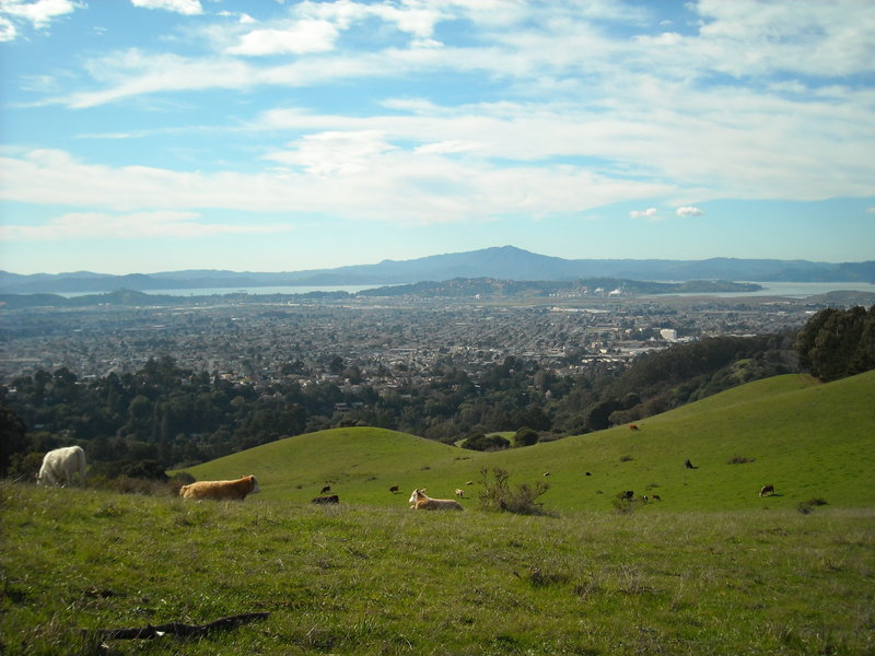 Wildcat Canyon - Cows