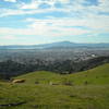 Wildcat Canyon - Cows