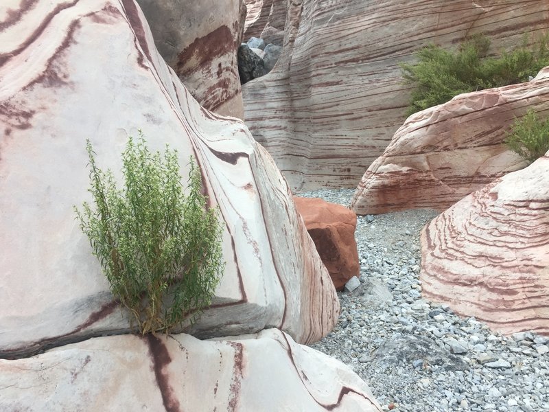 Awesome markings on the rocks throughout the trail.