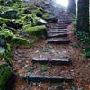 Laurel Hill was one of the most challenging sections for pioneers on the Oregon Trail. Photo by Guy E, Meacham.