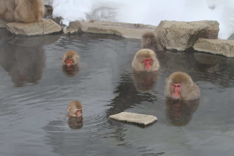 Japanese macaque.