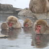 Japanese macaque staying warm.