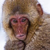 Japanese macaque.