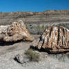 Petrified wood stumps along the North Petrified Trail.