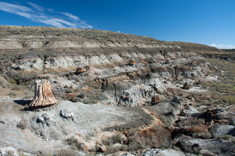 Petrified wood along the North Petrified Forest Trail.