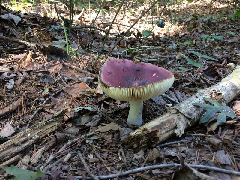 Fungus among us. Many different types of mushrooms on this hike.