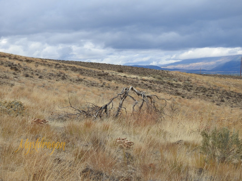 He bows to grasses who show life after a fire.