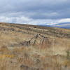 He bows to grasses who show life after a fire.