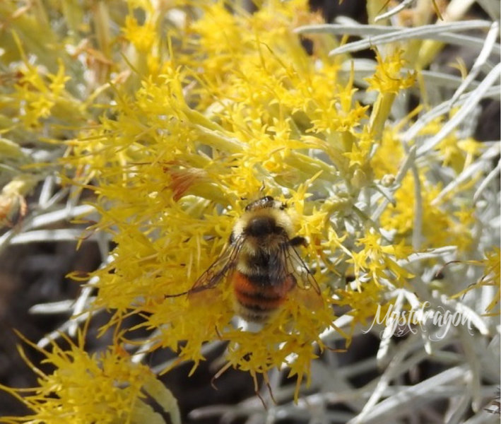 Busy as a bee on the last of the desert flowers.