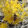 Busy as a bee on the last of the desert flowers.