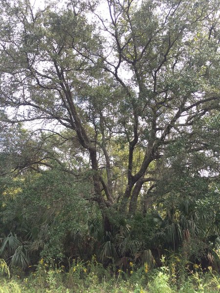 Huge tree off of the side of the trail.