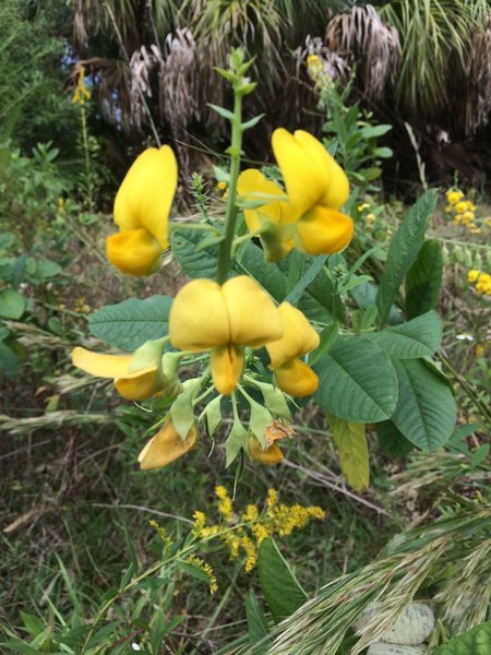 Unknown yellow flower pod plant.