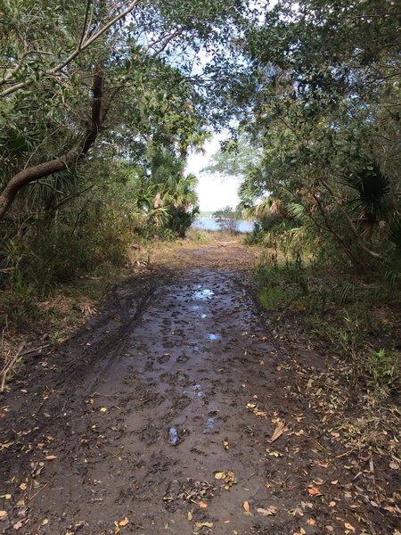 Looking out at the marsh from the trail.