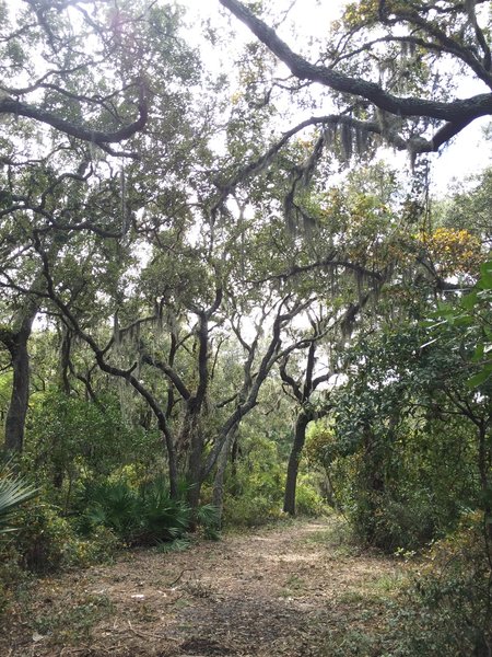 Opening of the trail past the marsh.