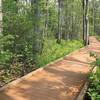 The boardwalk in summer on the Discovery Trail.