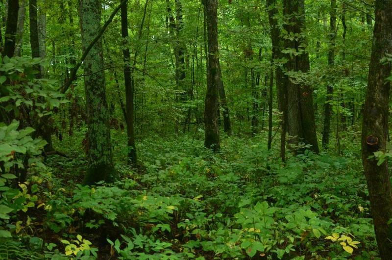 Hardwood forest.