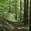 The Jonas Creek Trail--even away from its numerous creekside spots--contains many peaceful, shady areas.