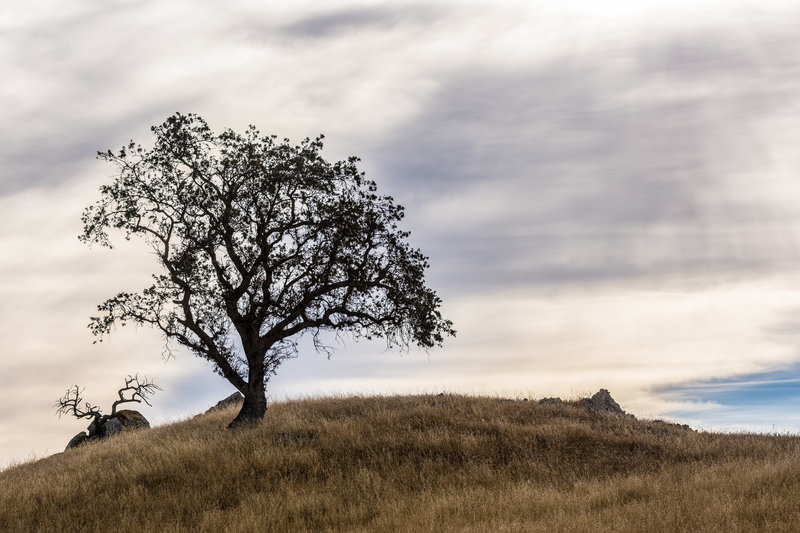 Tree and clouds on the Aquila Loop Trail.