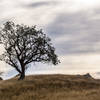 Tree and clouds on the Aquila Loop Trail.