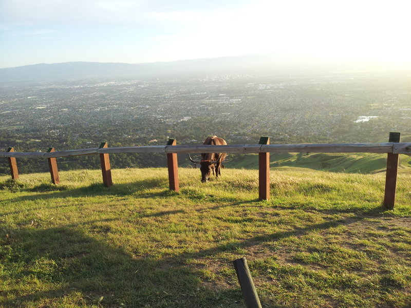 Santa Clara Valley from Boccardo Loop Trail.