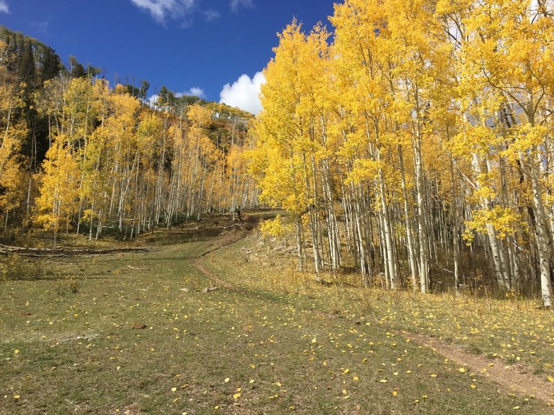 One of the "Aspen Flats" on this trail.