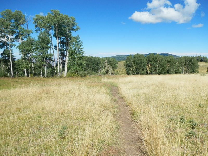 This is probably Robertson Pasture, the feature for which the trail is named.
