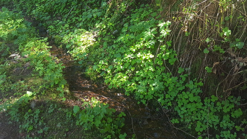 Greenery accompanies the Wahkeena Trail!