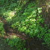 Greenery accompanies the Wahkeena Trail!