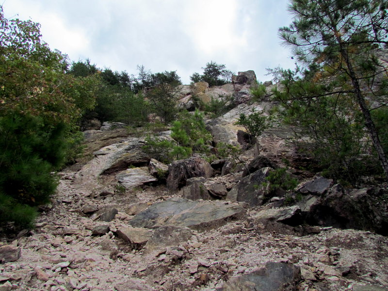 Along the Chestnut Oak Trail.