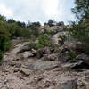 Along the Chestnut Oak Trail.