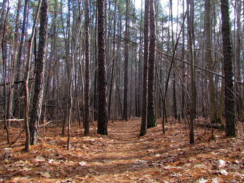 Trees line the trail.