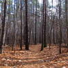 Trees line the trail.