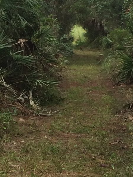 If you look carefully, you can see a bobcat on the trail. This shaded trail winds through mixed hardwoods and marshes.