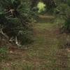 If you look carefully, you can see a bobcat on the trail. This shaded trail winds through mixed hardwoods and marshes.