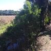 This narrow shared biking/hiking trail sits on a berm dividing pastures from wet flatwoods and cypress strand.