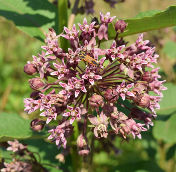 Common Milkweed in bloom along the trail.