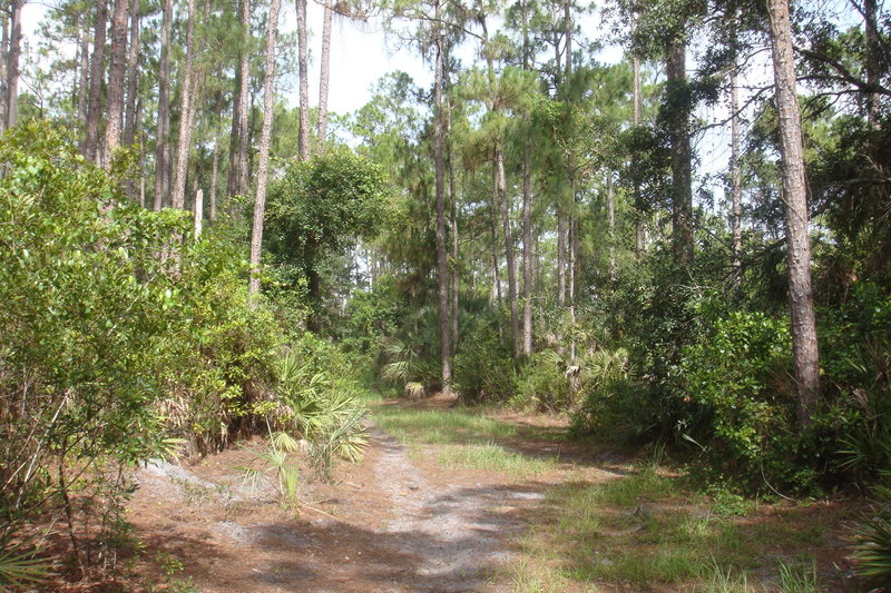 The Tuscawilla Trail is a shared hiking/horseback trail that traverses a shady pine flatwood next to pastures and wetlands.