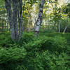 Wild gardens of Acadia.