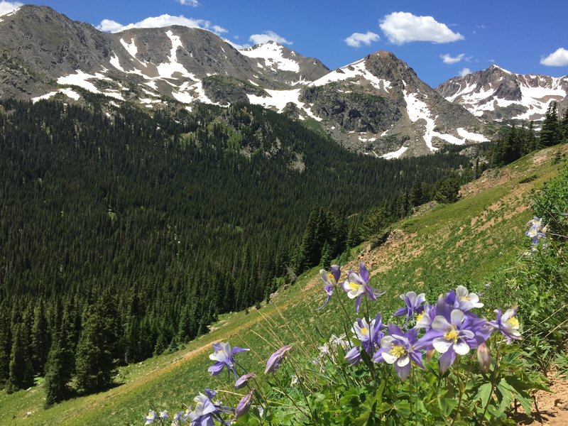 Columbine on the trail up. This is what heaven looks like. It has to.