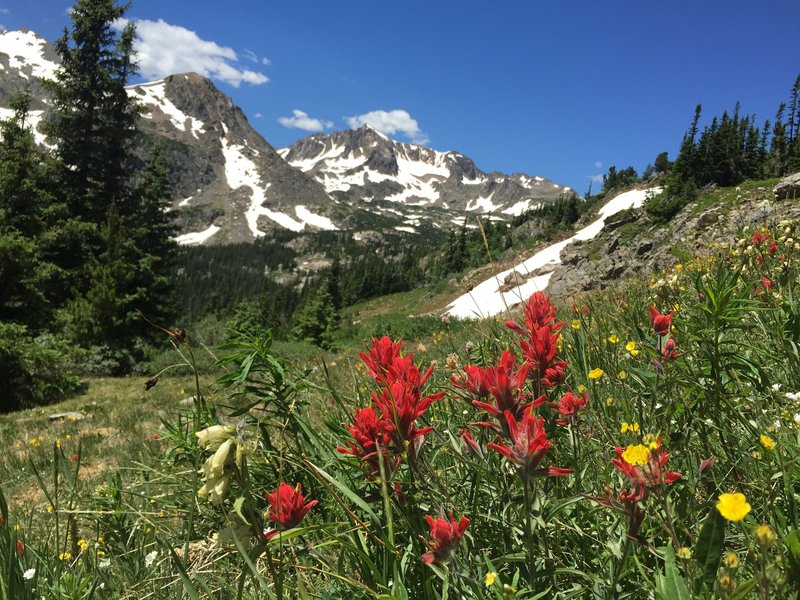 Indian Paintbrush and buttercup.