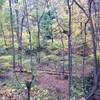 Overlooking Zen's Trail and Squaw Run in early fall.