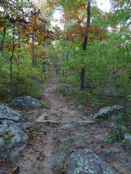 Beautiful trail on the Taum Sauk!