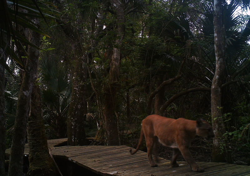 Everyone likes a nice boardwalk!