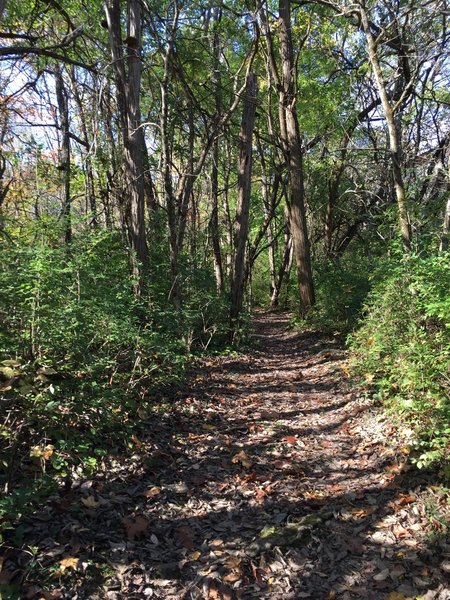 Side Trail to River